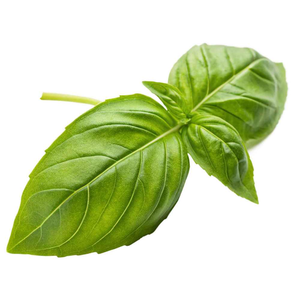 Closeup of tasty beautiful basil. png