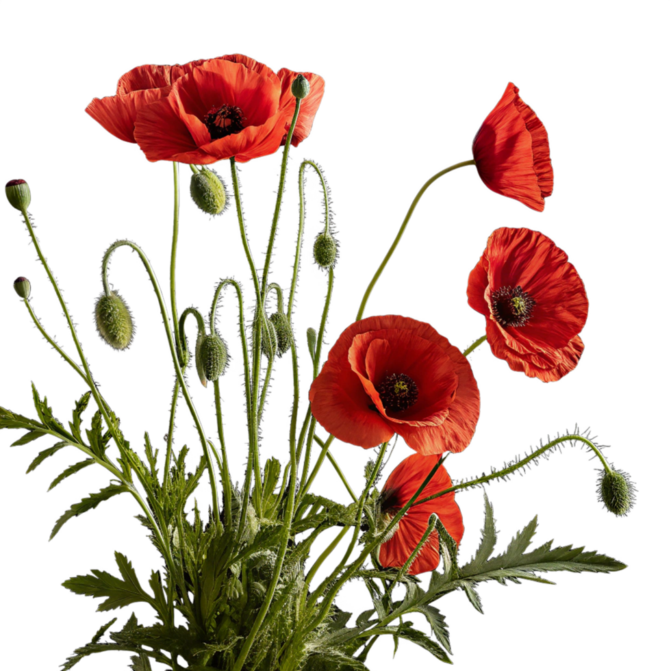 Beautiful common red poppy flower png