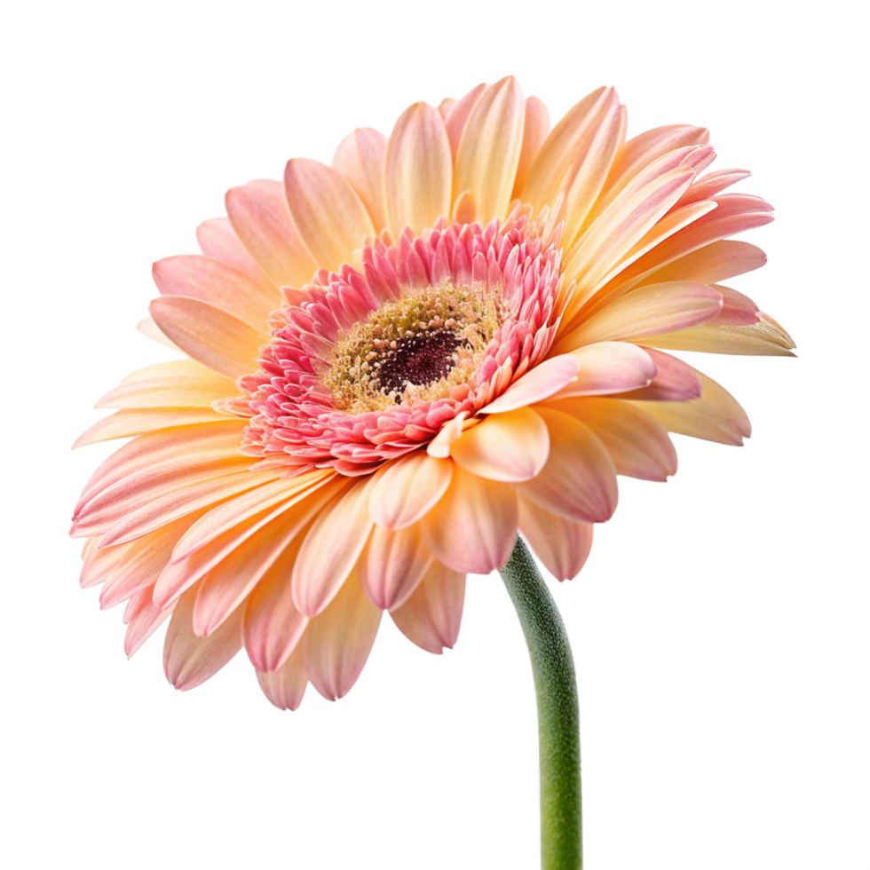 Gerbera daisy flower isolated png