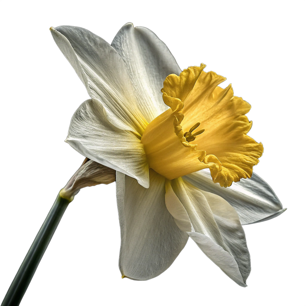 Narcissus flower on transparent background isolated png