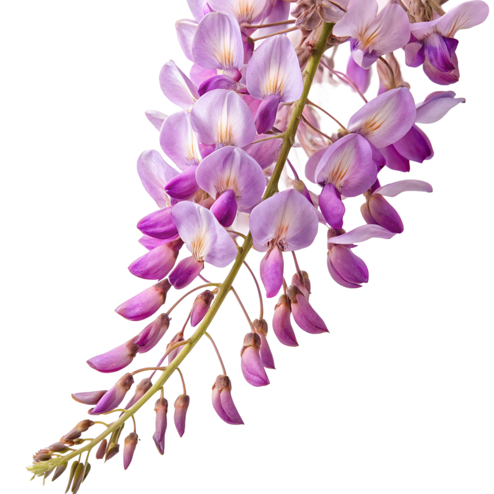 Beautiful wisteria flower on transparent background png