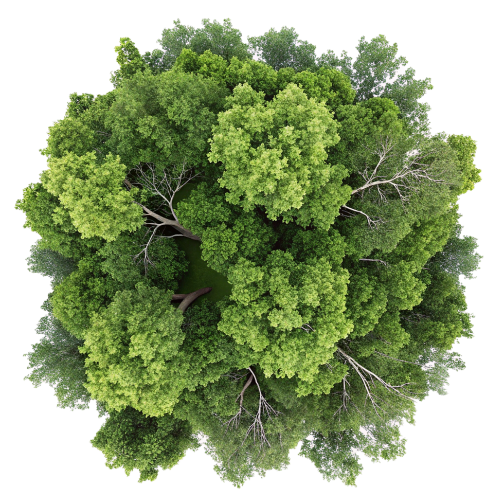 Ariel view of lush green tree png