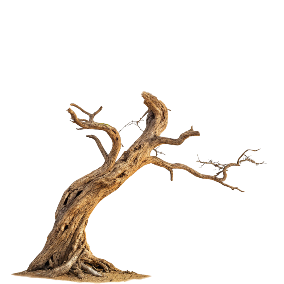A gnarled leafless tree brunch png