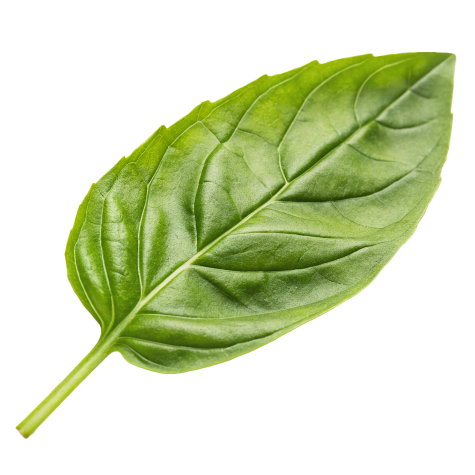 Sweet basil leaf png