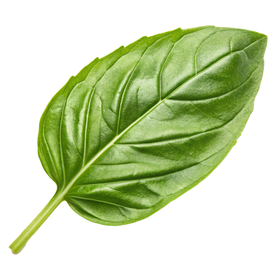 Basil leaf on transparent background png