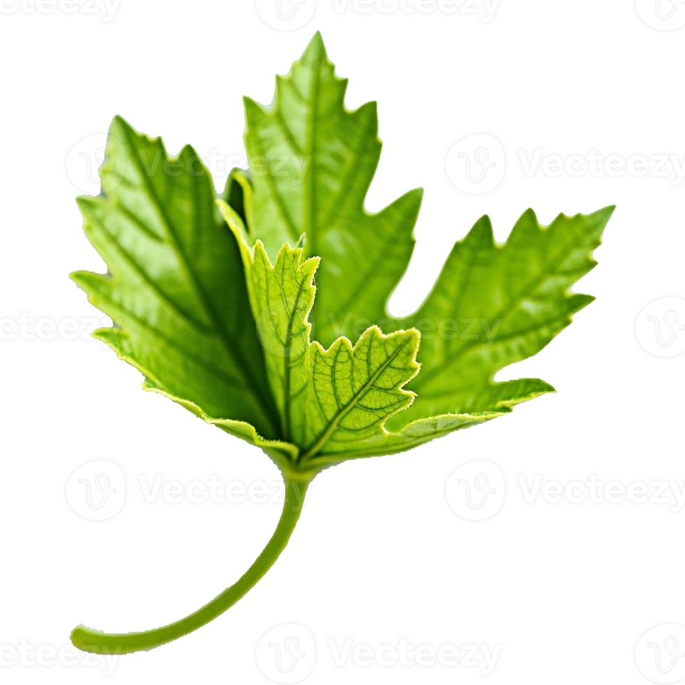 a green leaf transparent background png