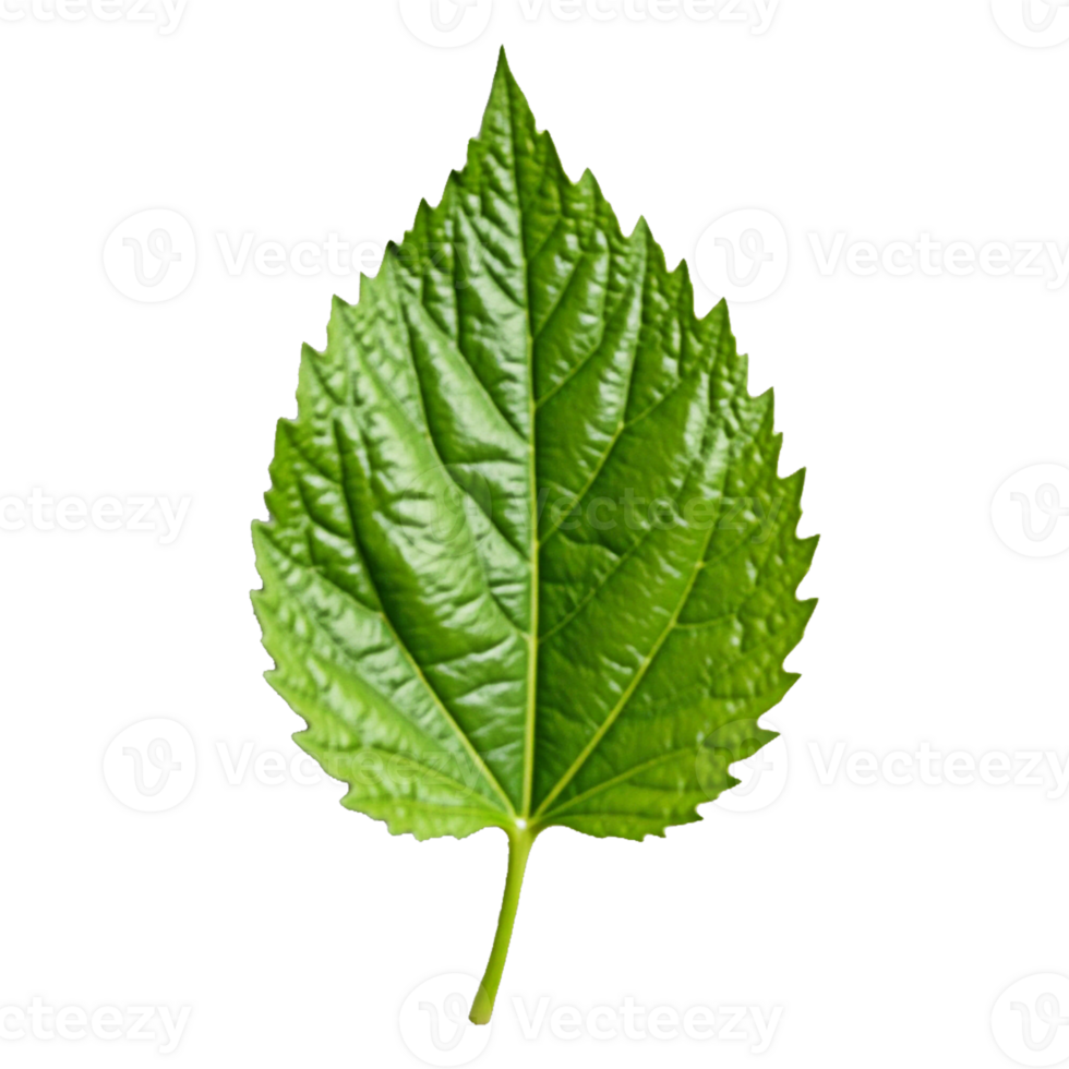 Green leaf design transparent background png