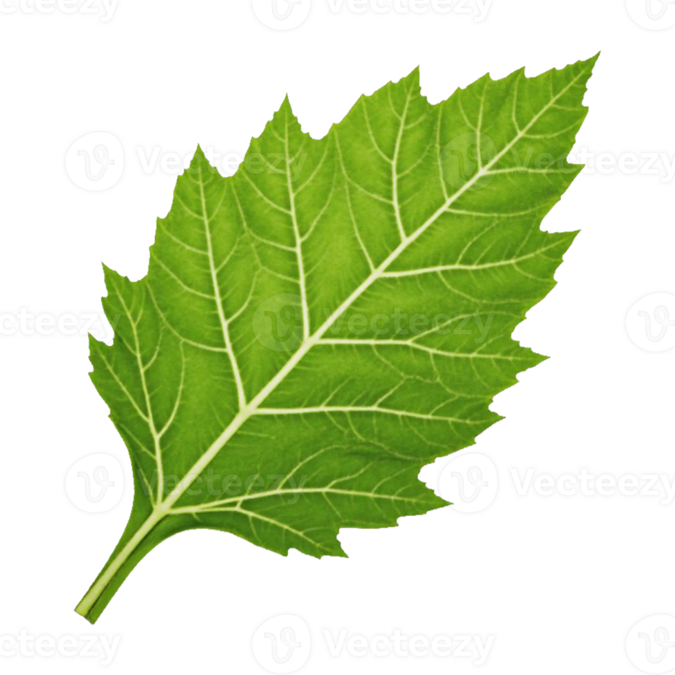 a green leaf a transparent background png