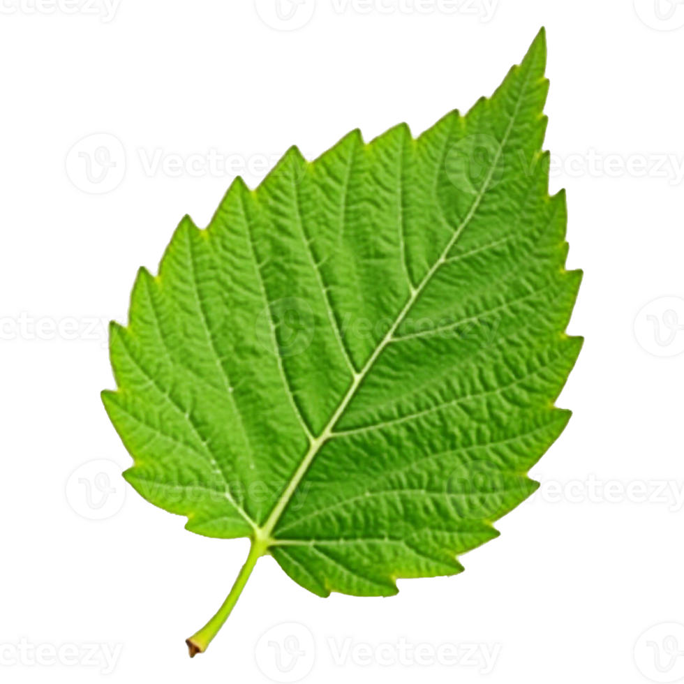 Green leaf on a transparent background design png