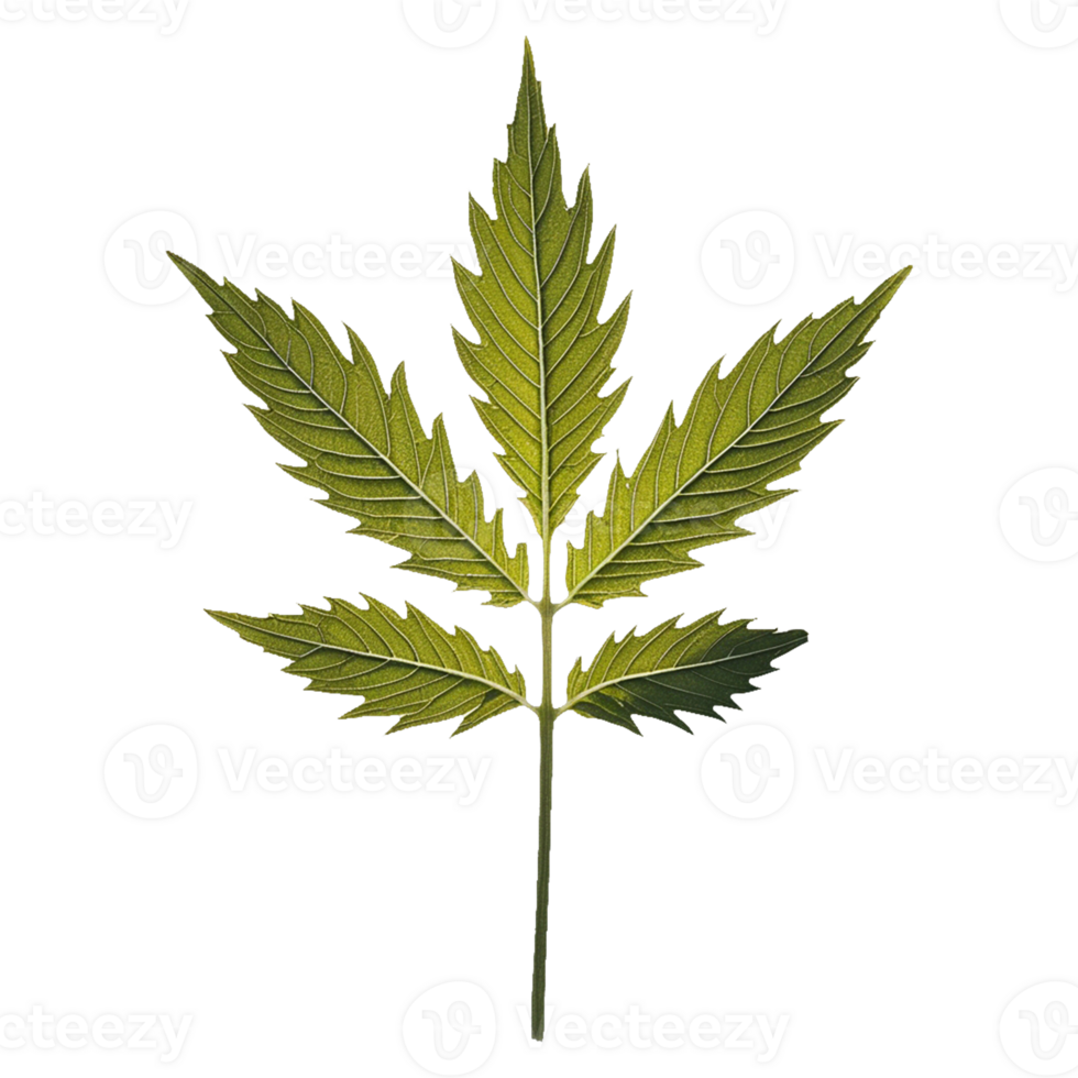 marijuana leaf on transparent background png