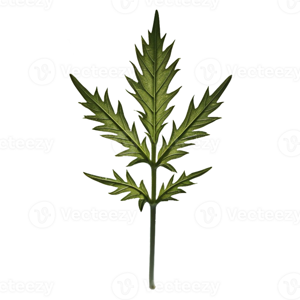 a marijuana plant on a transparent background png