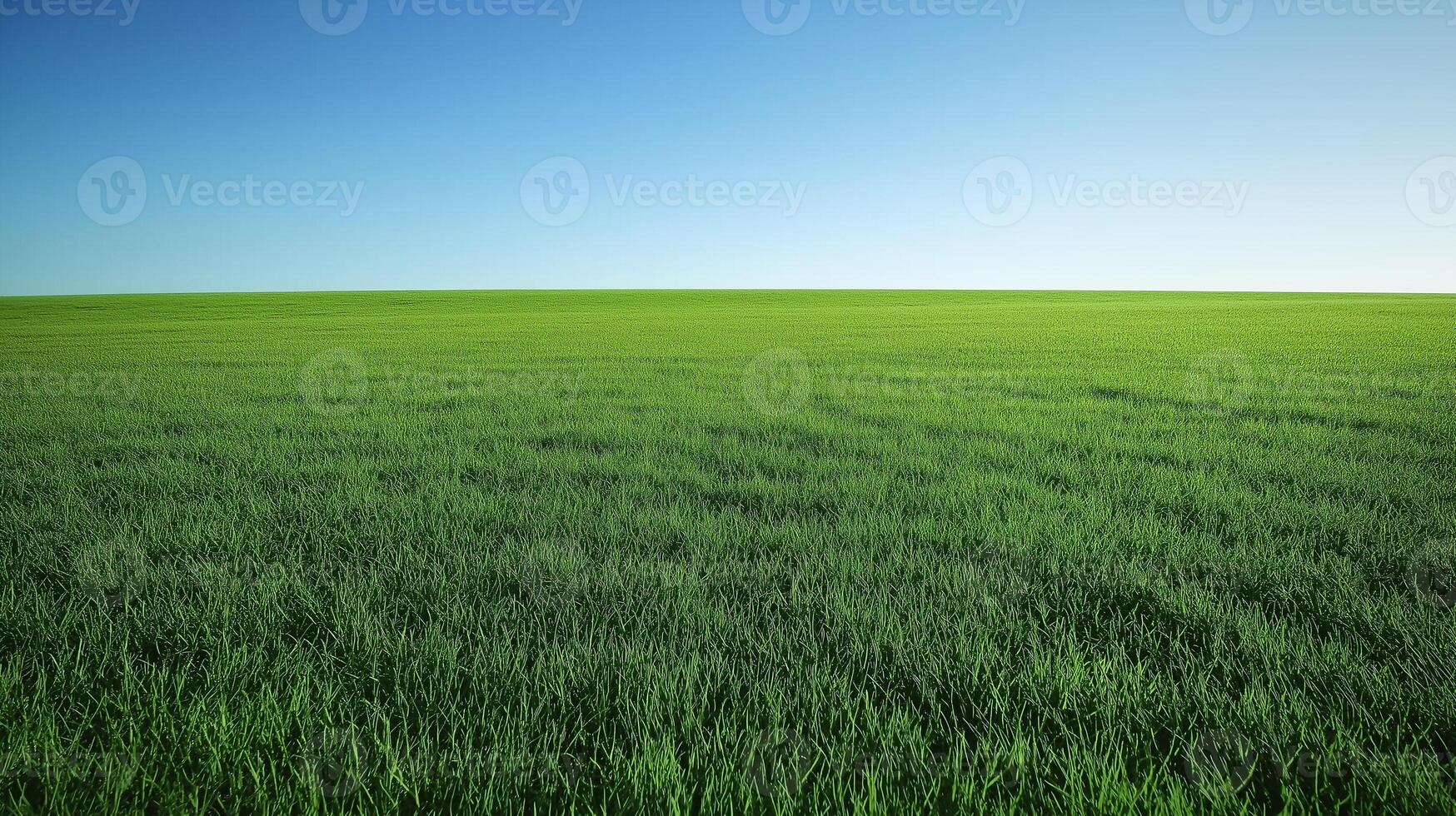 Fresh green grass field in the spring with clear sky on the background photo