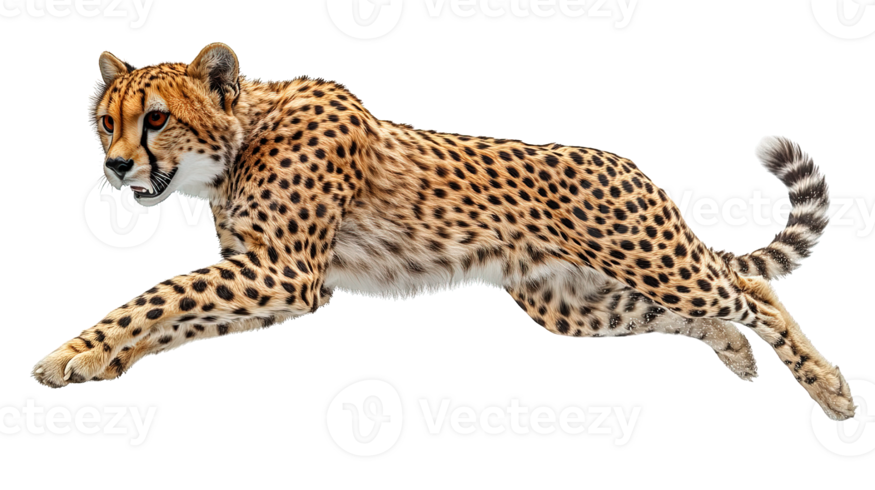 side view cheetah jumping on transparent background png
