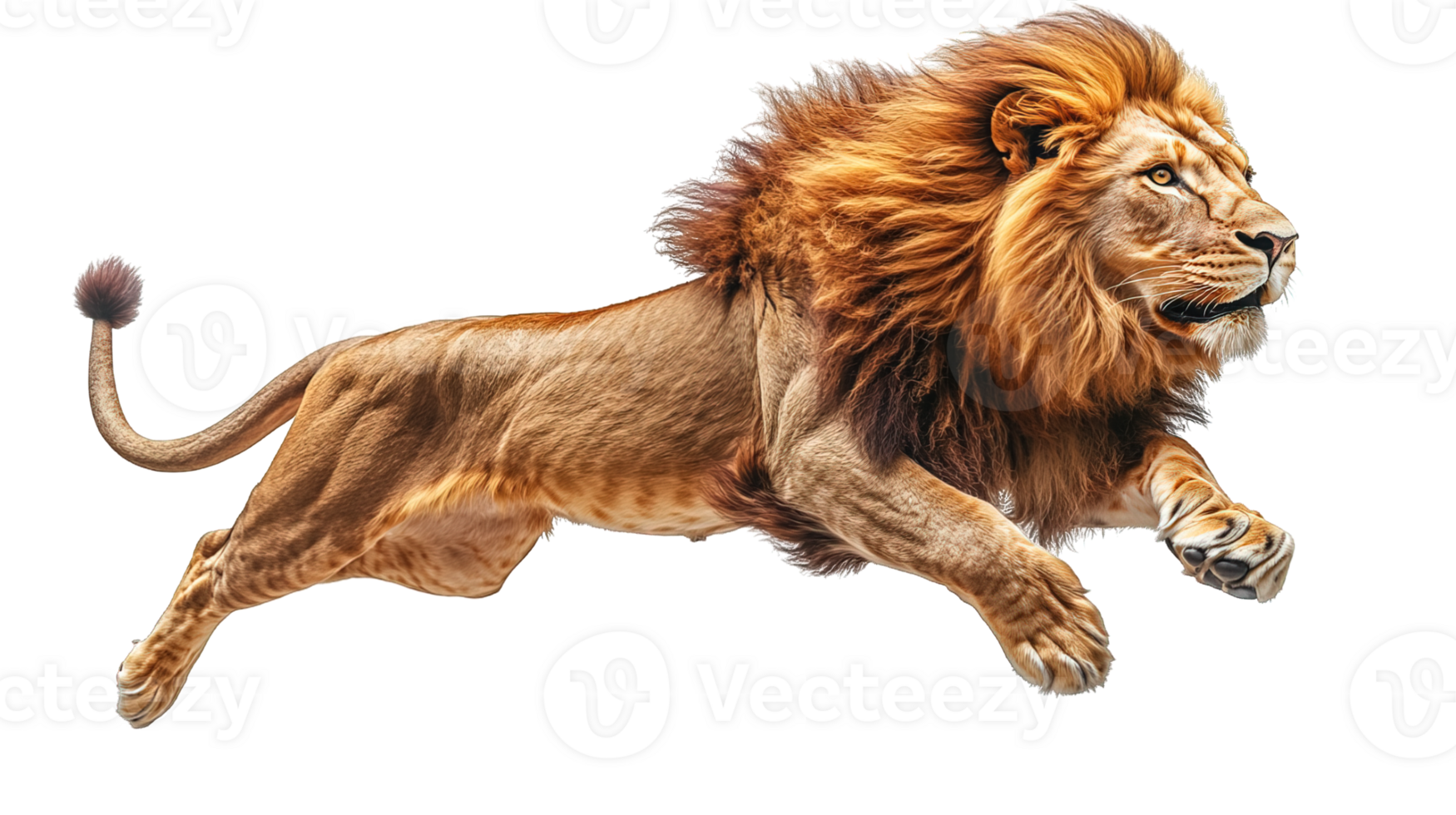 side view lion jumping on transparent background png
