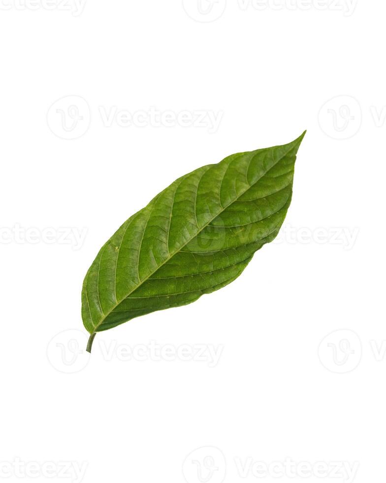 A cananga odorata leaf isolated on white background, known as ylang-ylang or cananga tree, is a tropical tree which has a strong floral fragrance photo