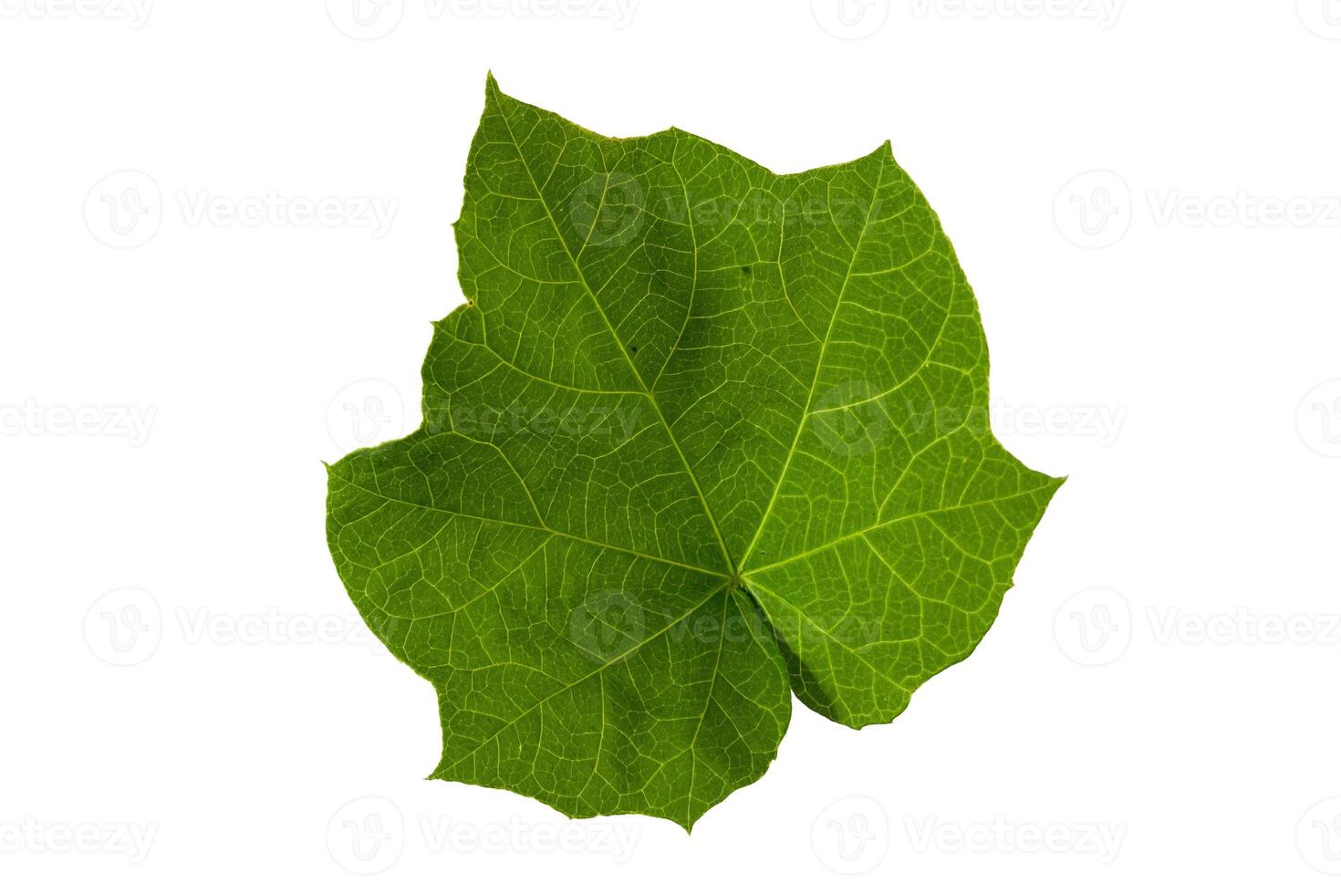 Jatropha curcas, also called physic nut, Barbados nut, poison nut, bubble bush or purging nut, is a woody shrub found in tropical areas. photo