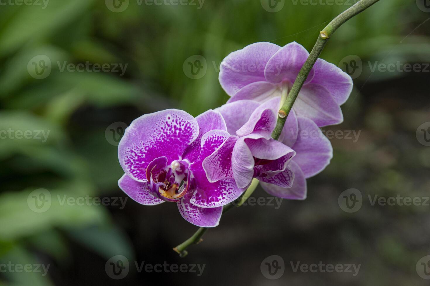 A cluster of beautiful blooming Doritaenopsis, a genus of artificial hybrid orchids photo
