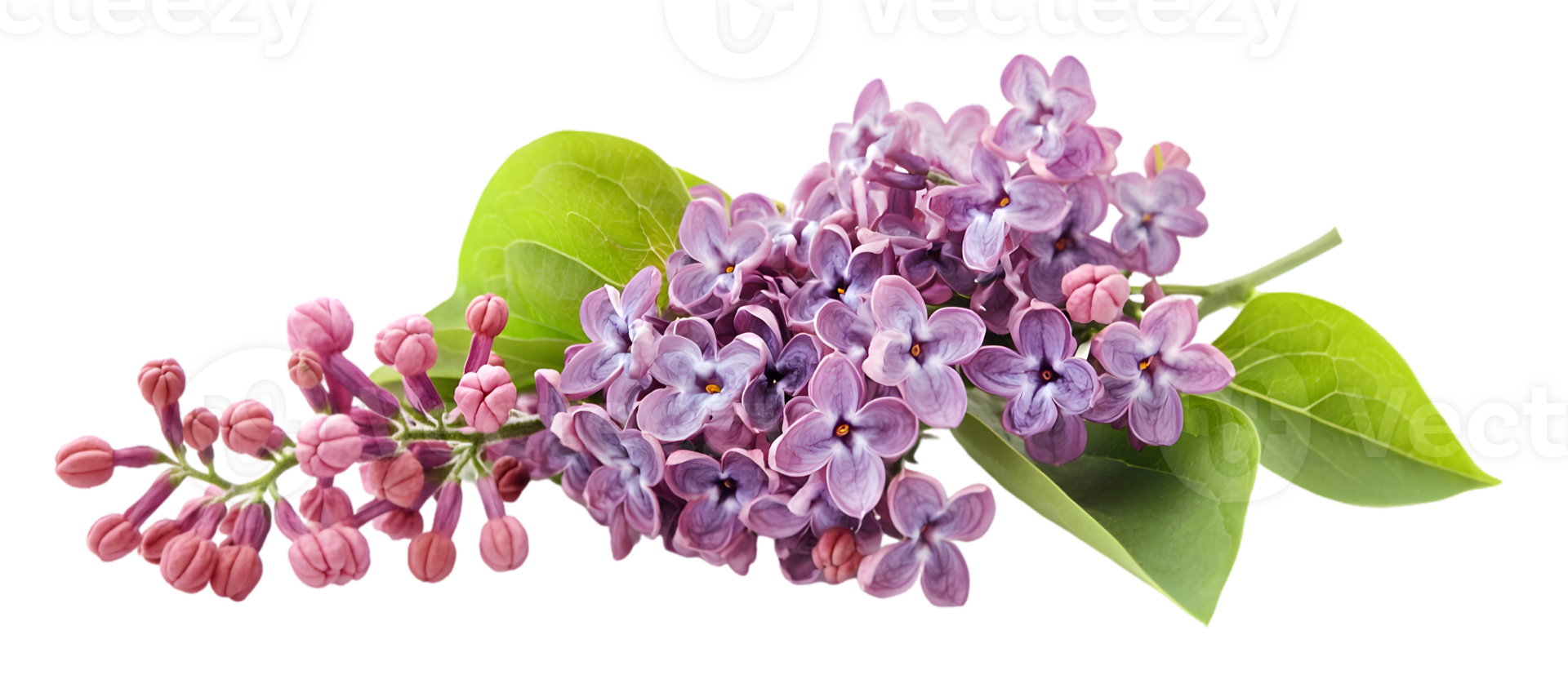 Beautiful Lilac Branch Arrangement png