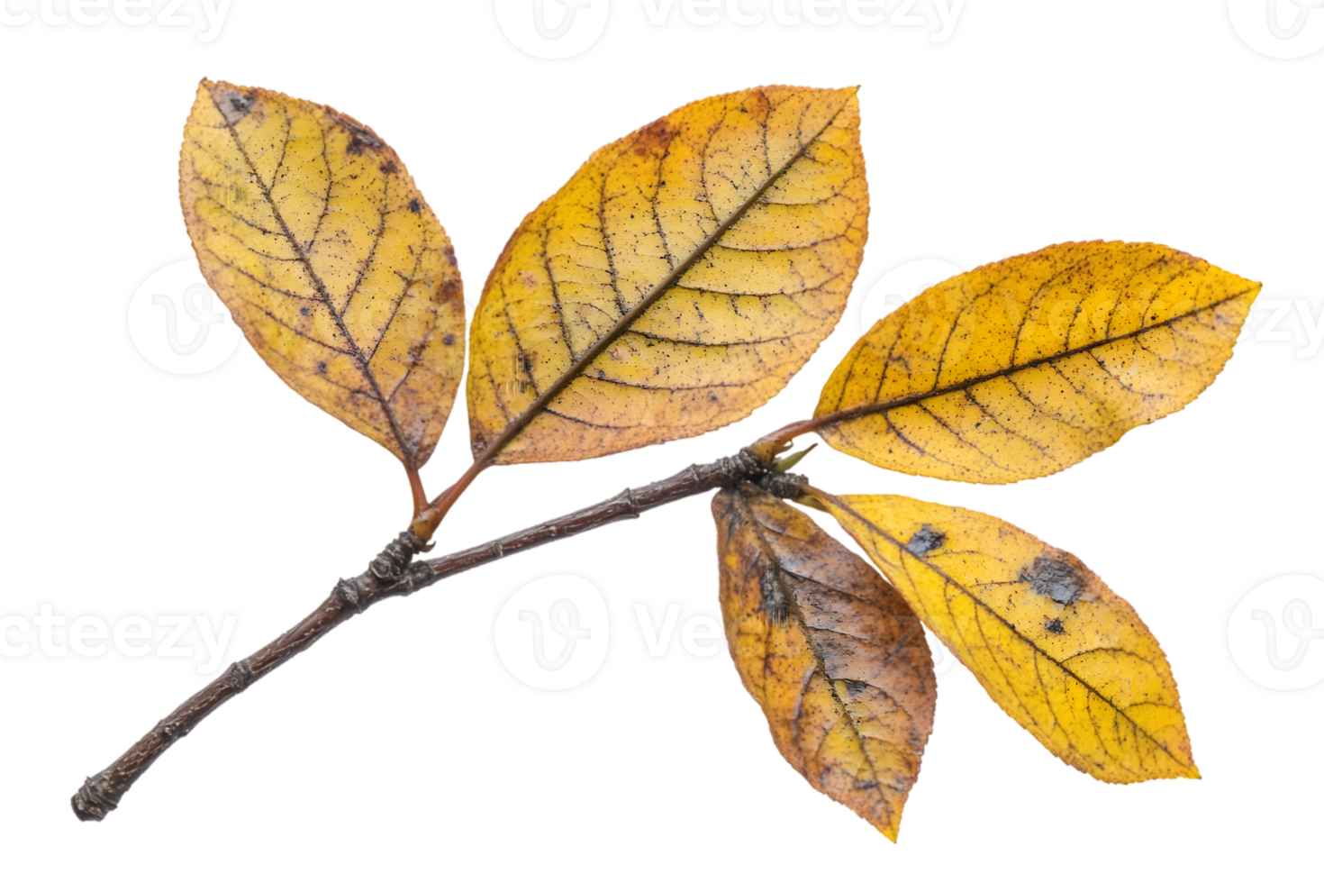 Autumn Branch With Yellow Leaves On Black Background png