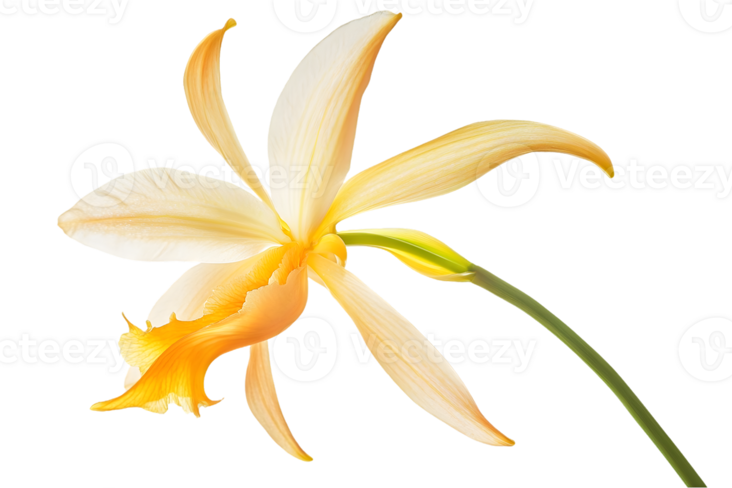 Beautiful Pale Yellow And Orange Orchid Blossom png