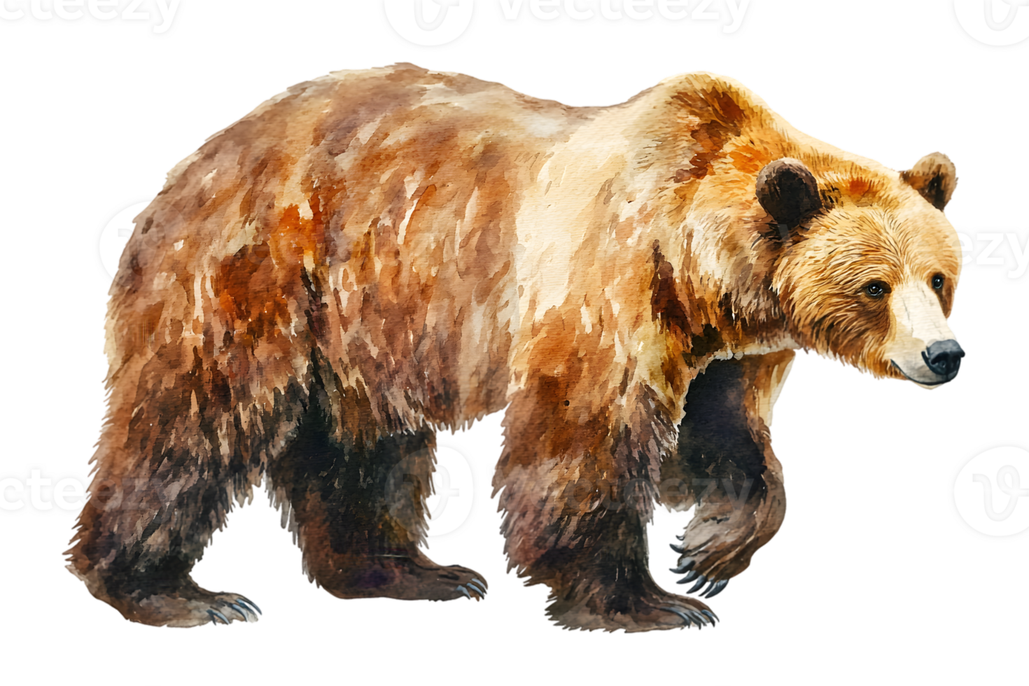 Brown Bear Profile View Watercolor Illustration png