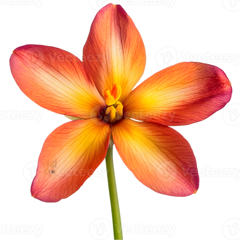 Close Up Of Orange Flower With Dark Background png
