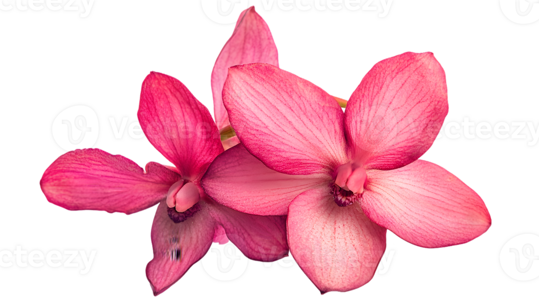 Close Up Of Two Pink Orchids png