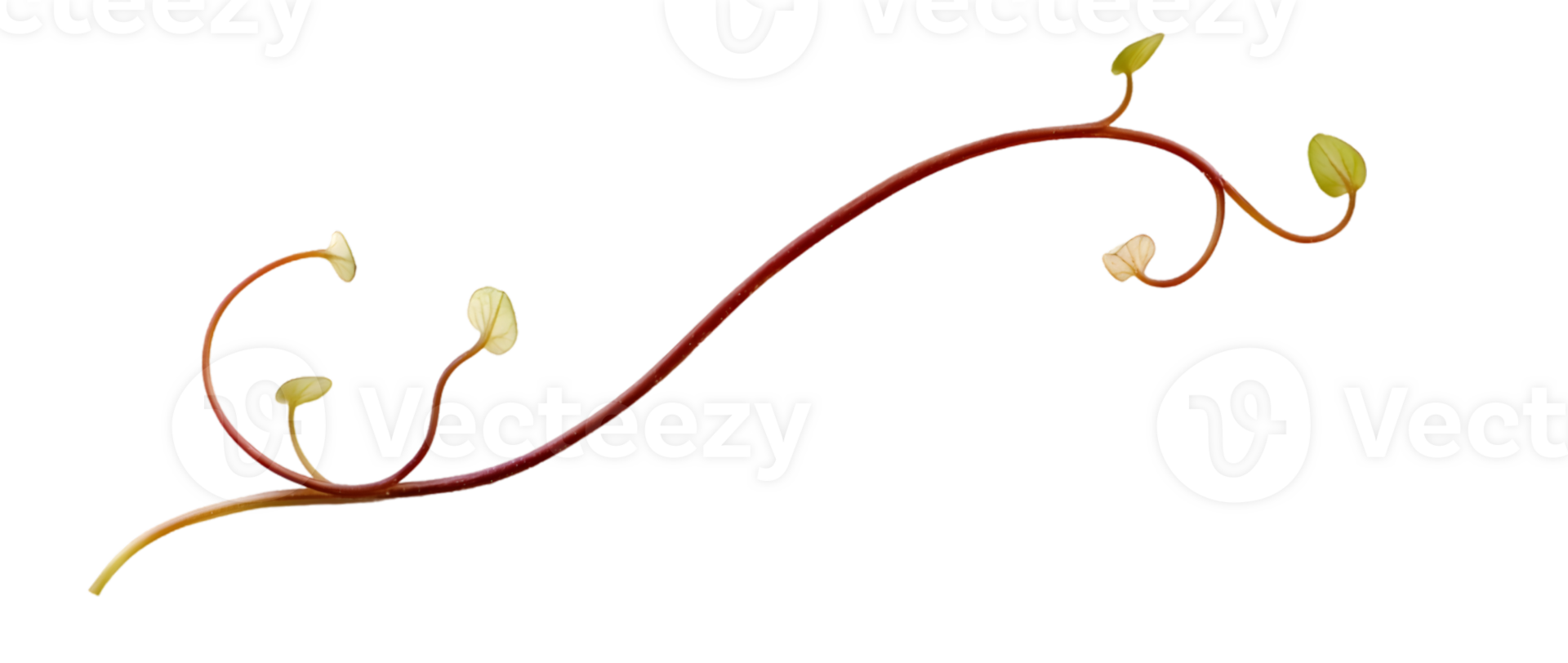 Elegant Decorative Vine With Small Flowers png