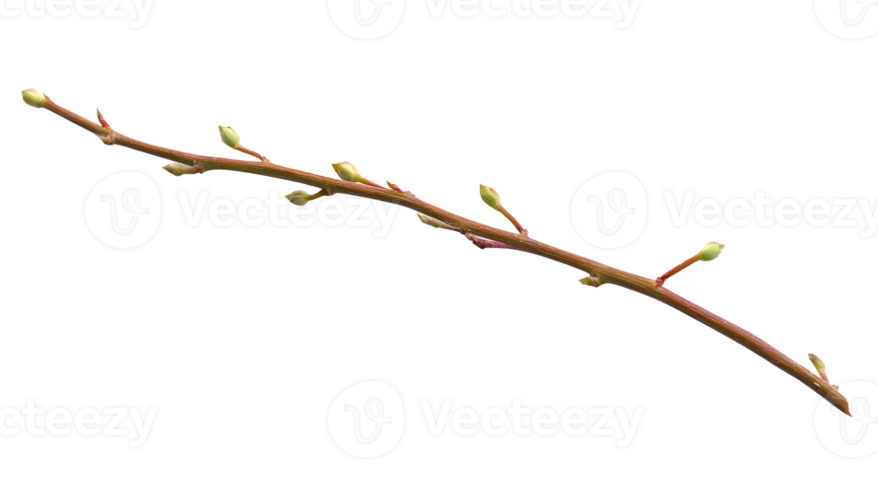Spring Branch with Buds Isolated on Black Background png