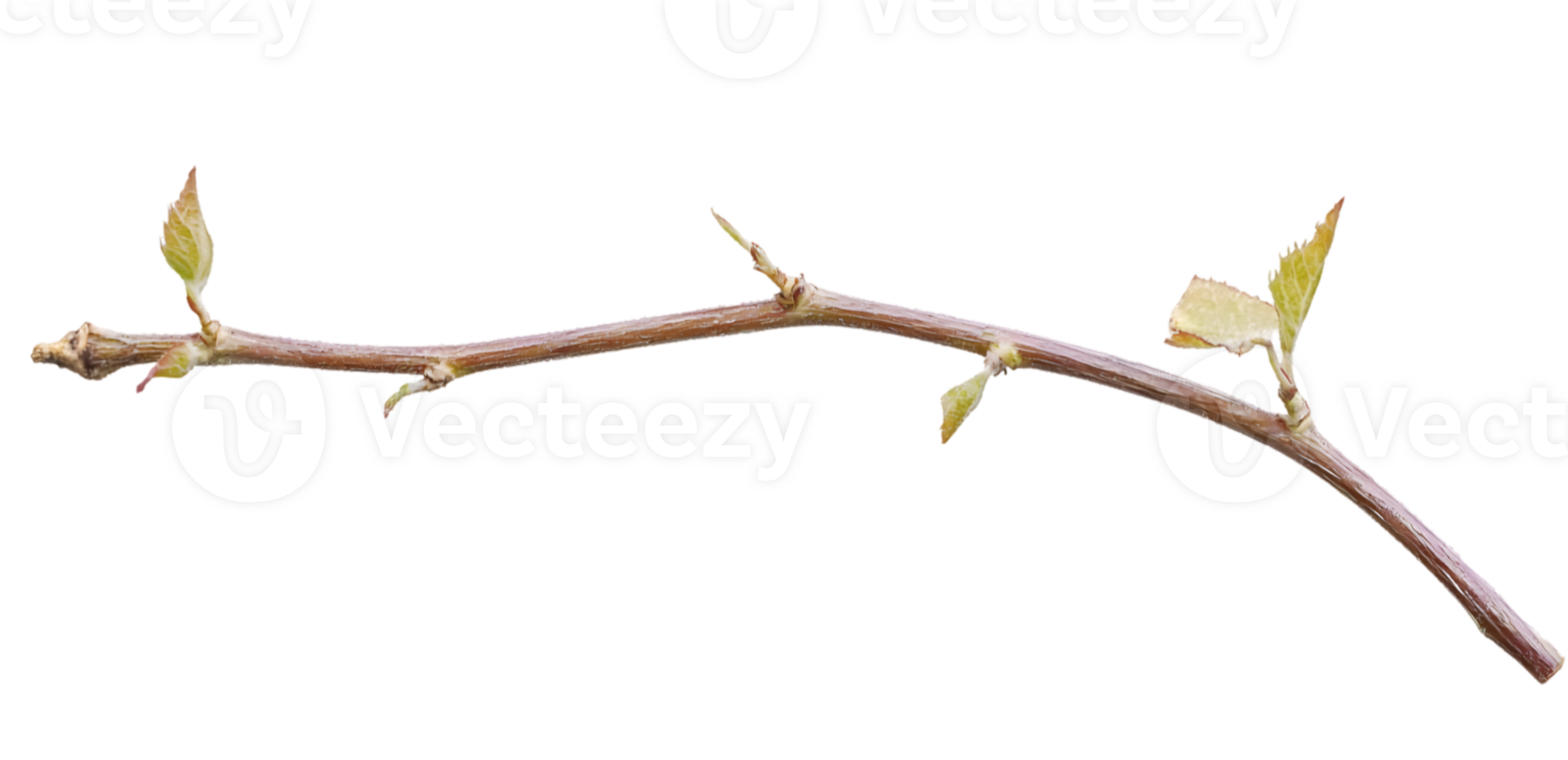 Spring Branch With New Buds And Leaves png