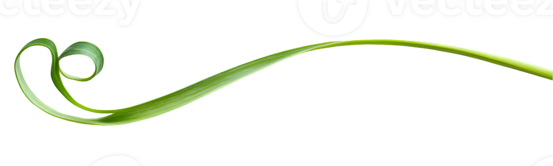 Elegant Green Leaf Design Element png
