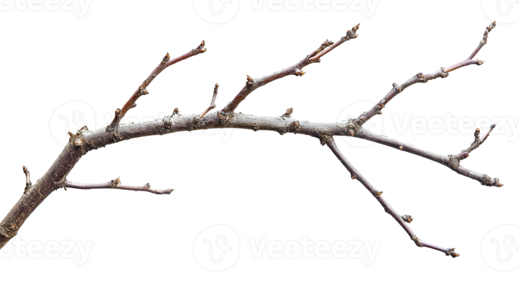 Detailed Dry Branch Isolated On Black Background png