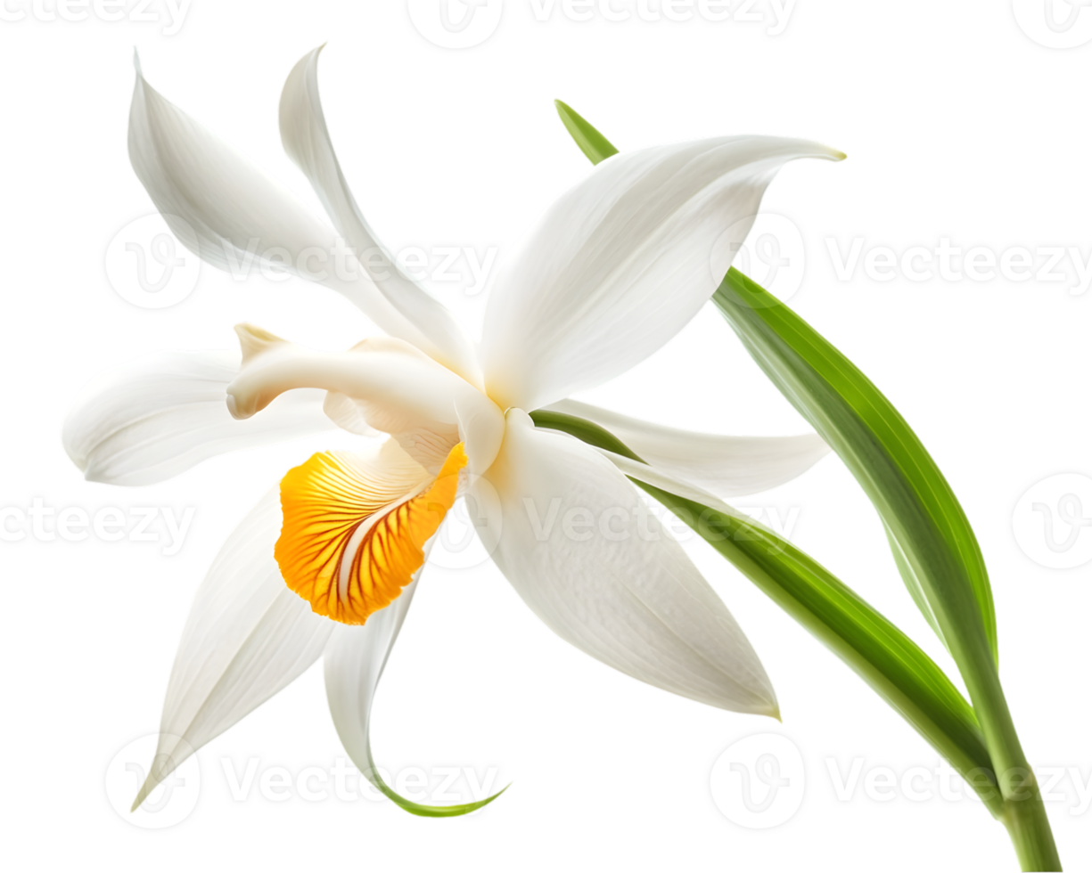 Elegant White Orchid With Yellow Accents png
