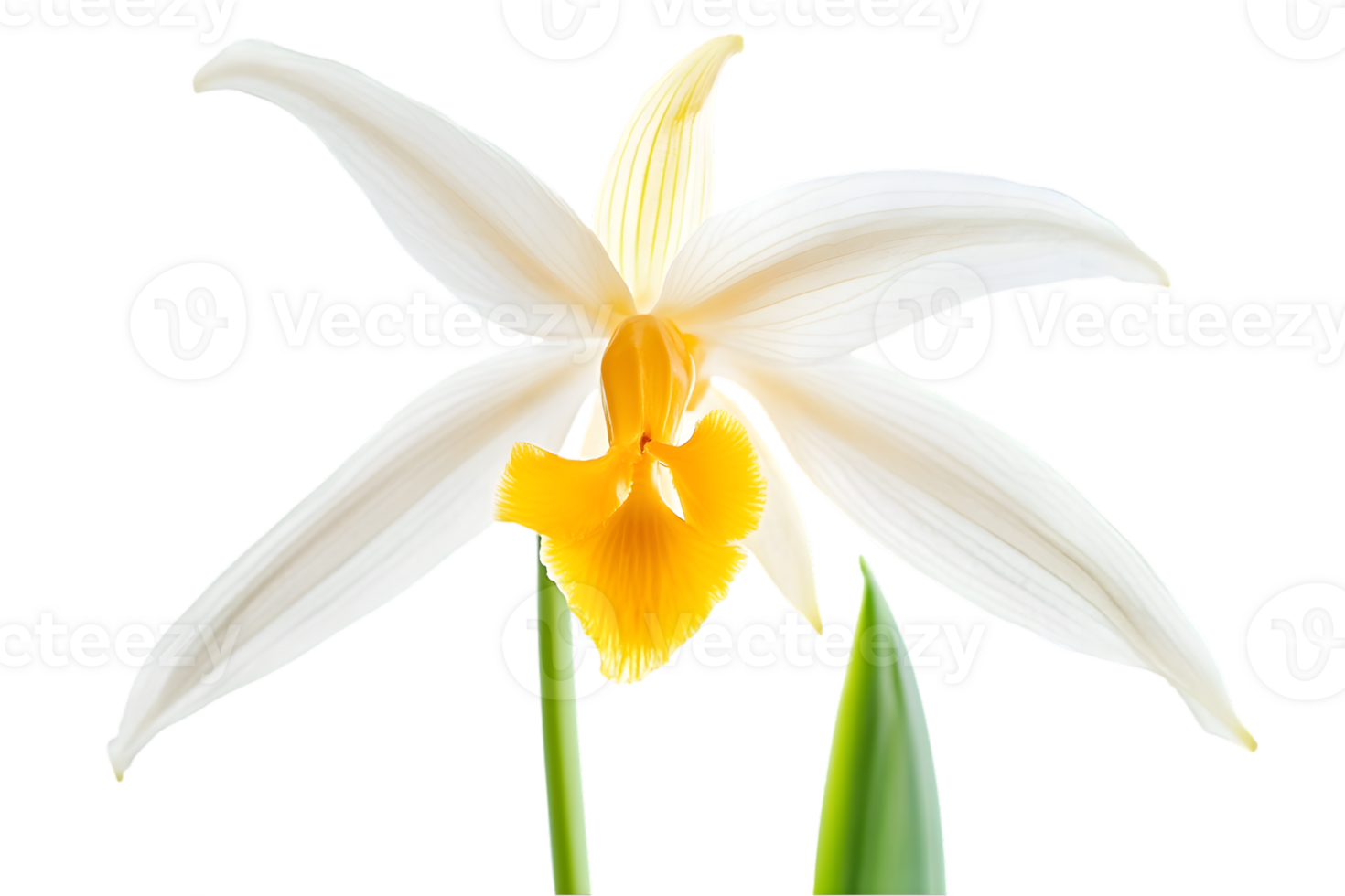 Elegant White Orchid with Yellow Details png