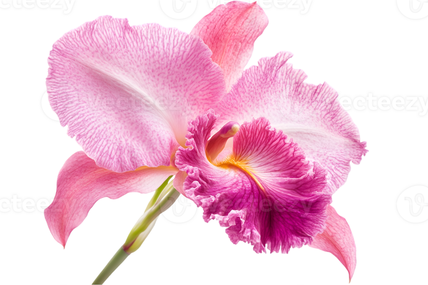 Close Up Pink Orchid png