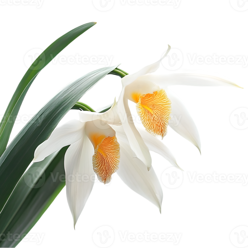 Pair Of White Orchids With Yellow Details png