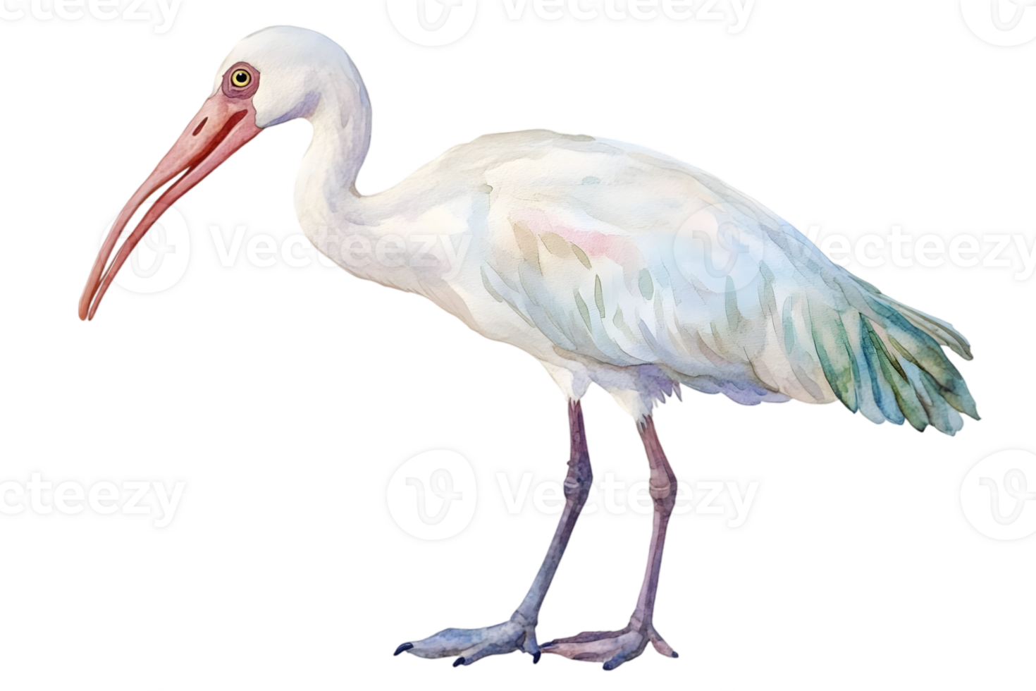 White Ibis Watercolor Illustration png