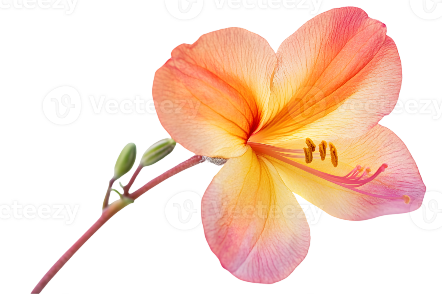 Close Up View Of Orange And Pink Flower png