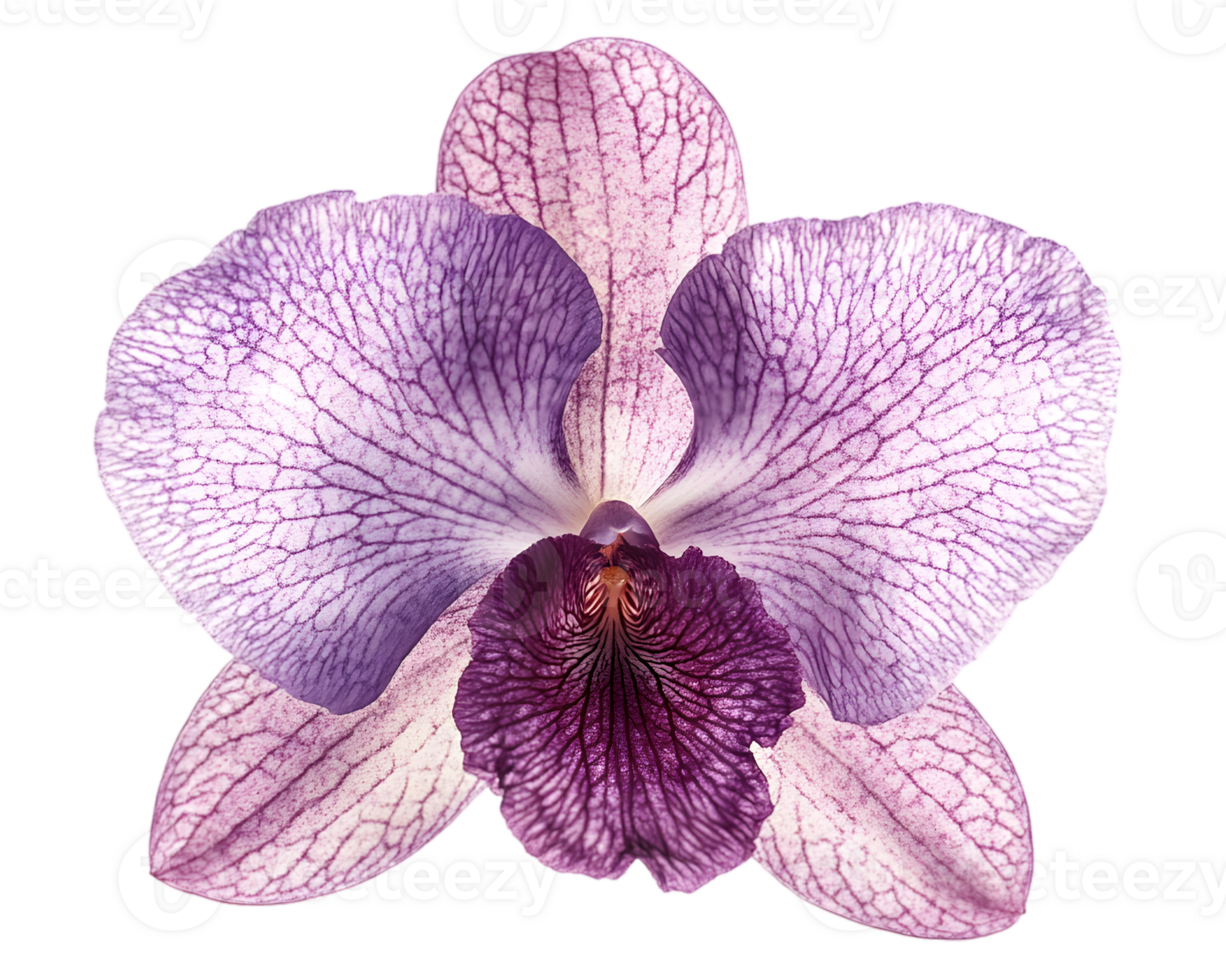 Close Up View Of A Beautiful Purple Orchid With Pink Petals On Black Background png