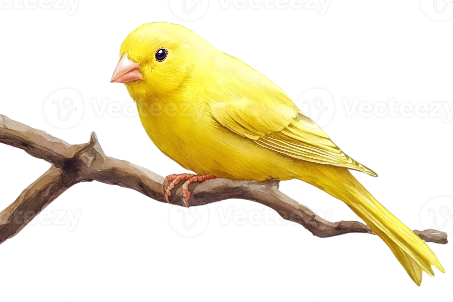 Yellow Canary On Branch png