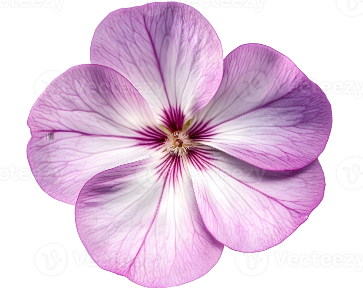 Closeup Of A Beautiful Purple And White Flower png