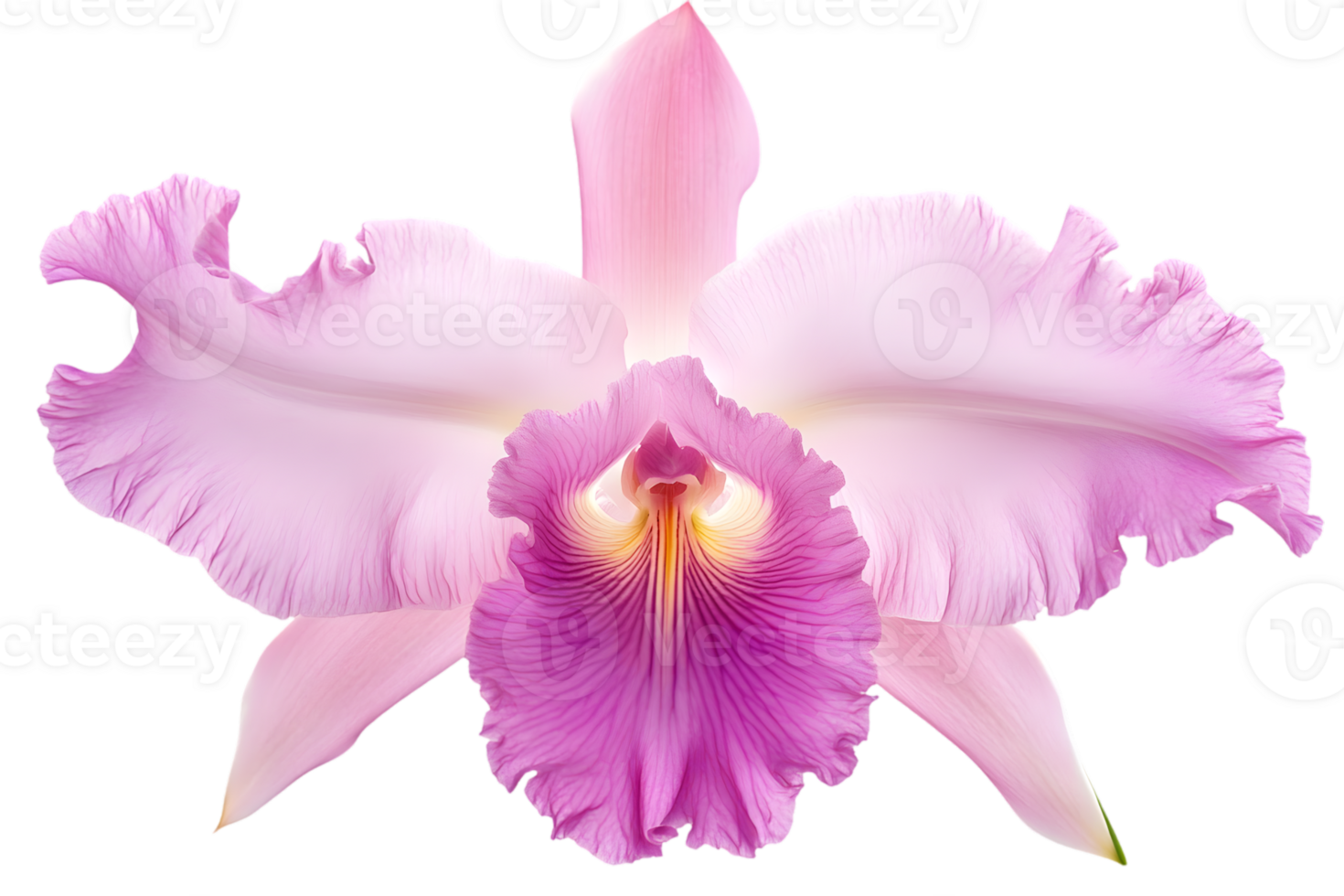 Closeup Of A Pink Orchid png