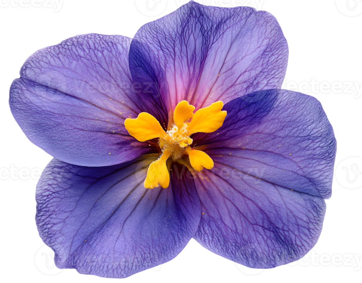 Close Up Purple Flower With Yellow Center png