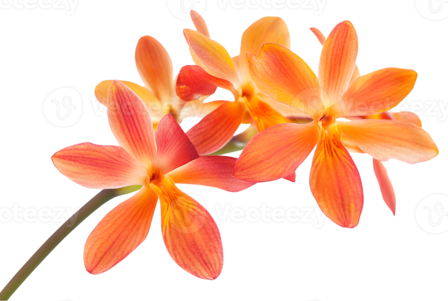 Closeup Of Orange Orchids png