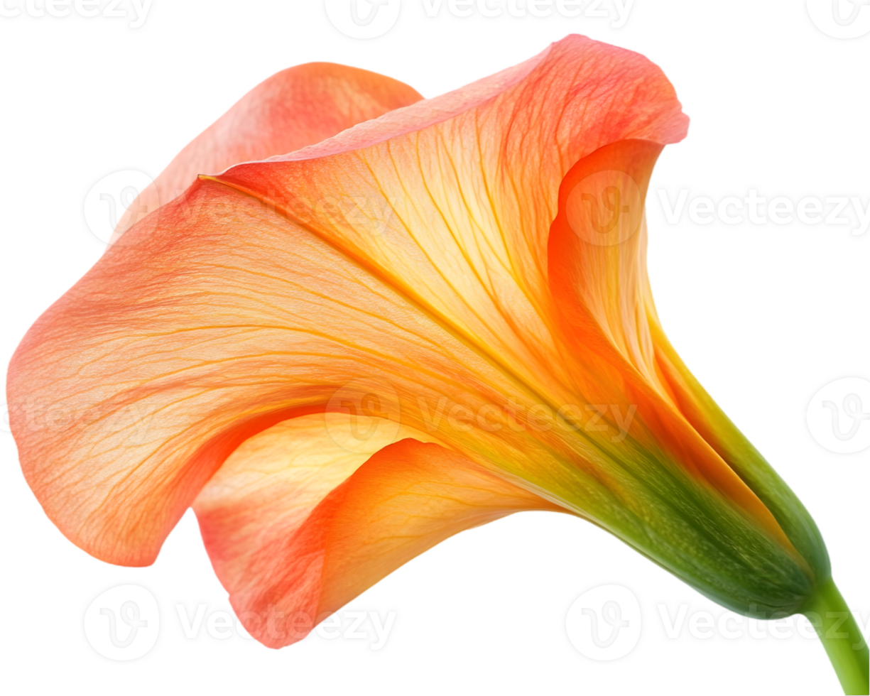 Closeup Orange Calla Lily png