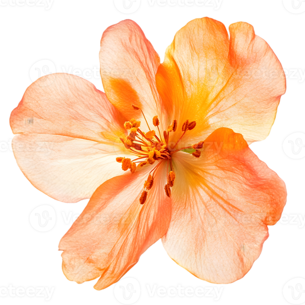 Closeup Peach Orange Flower png