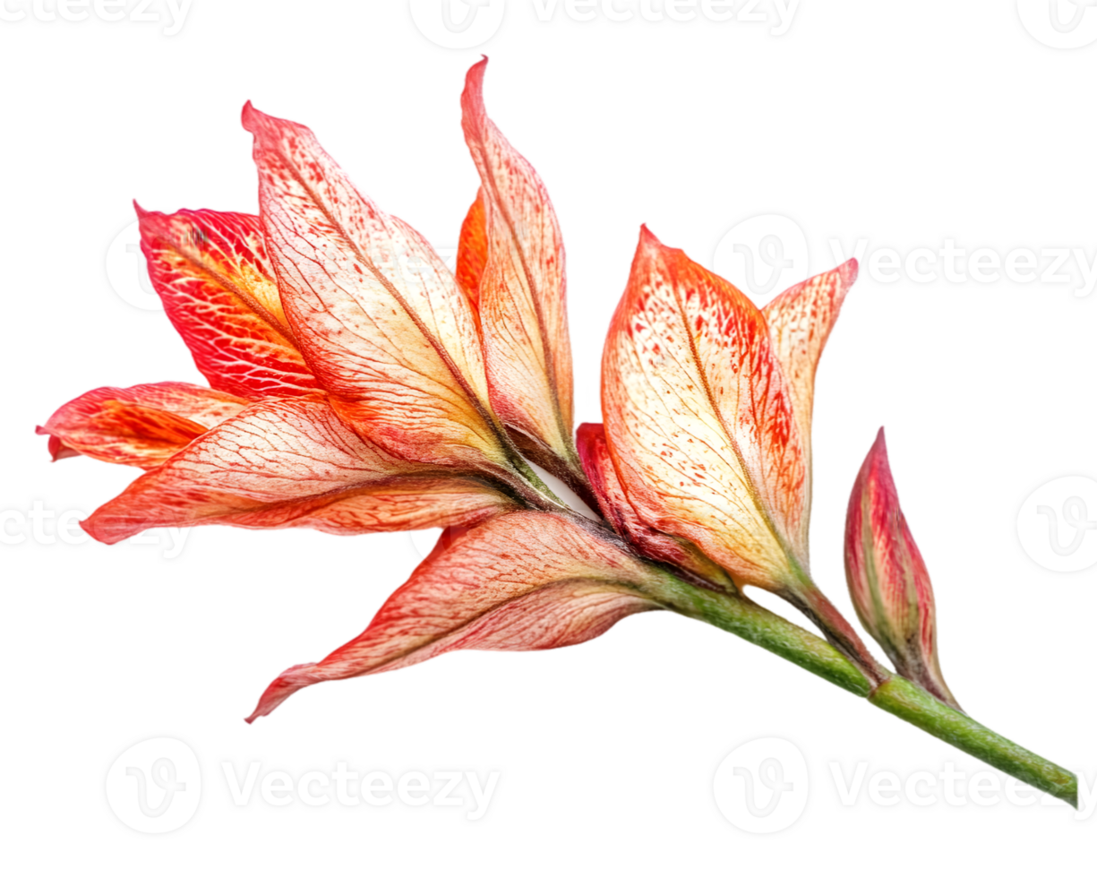 Closeup View Of A Red And Orange Flower png