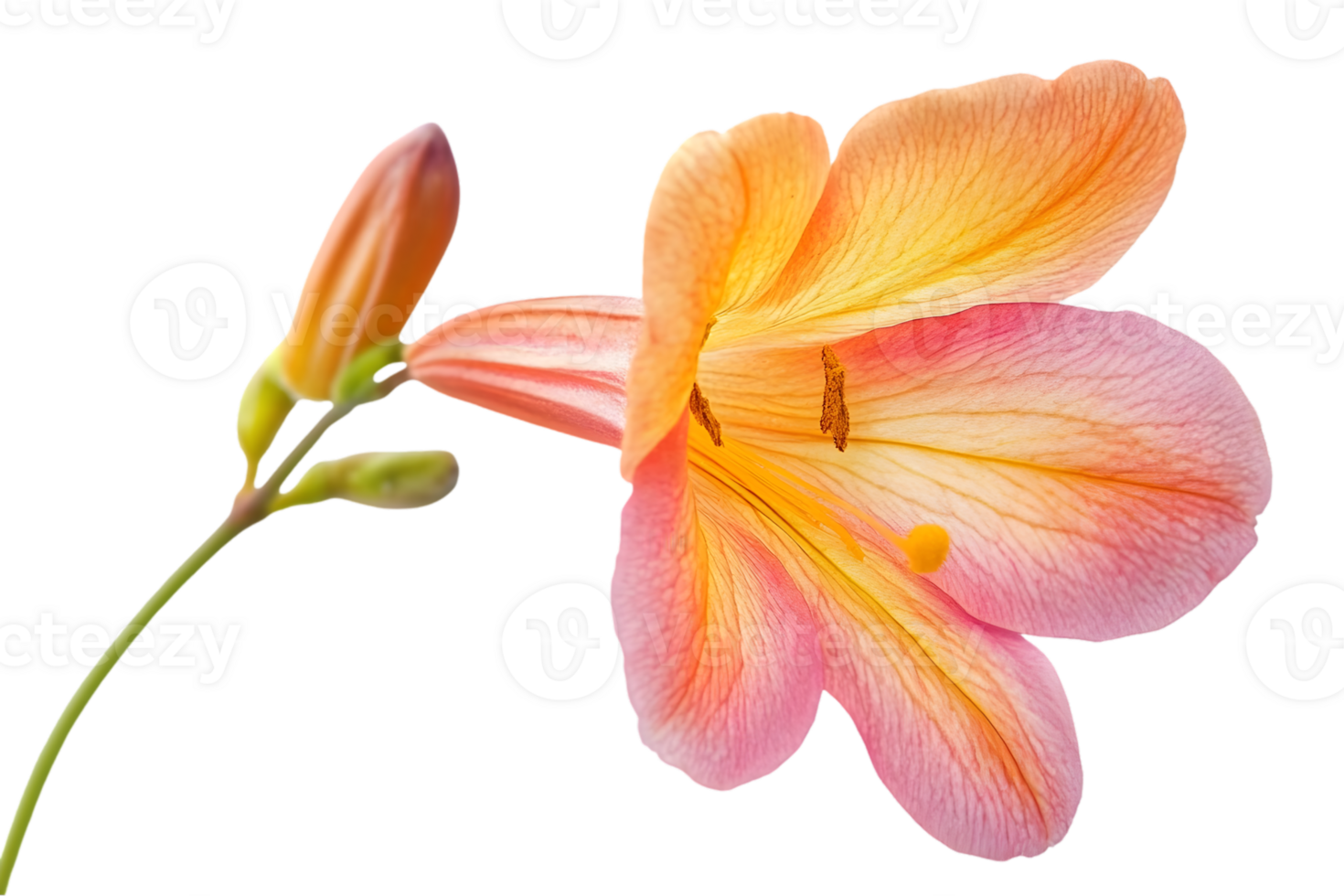 Closeup View Of An Orange And Pink Flower With Bud png