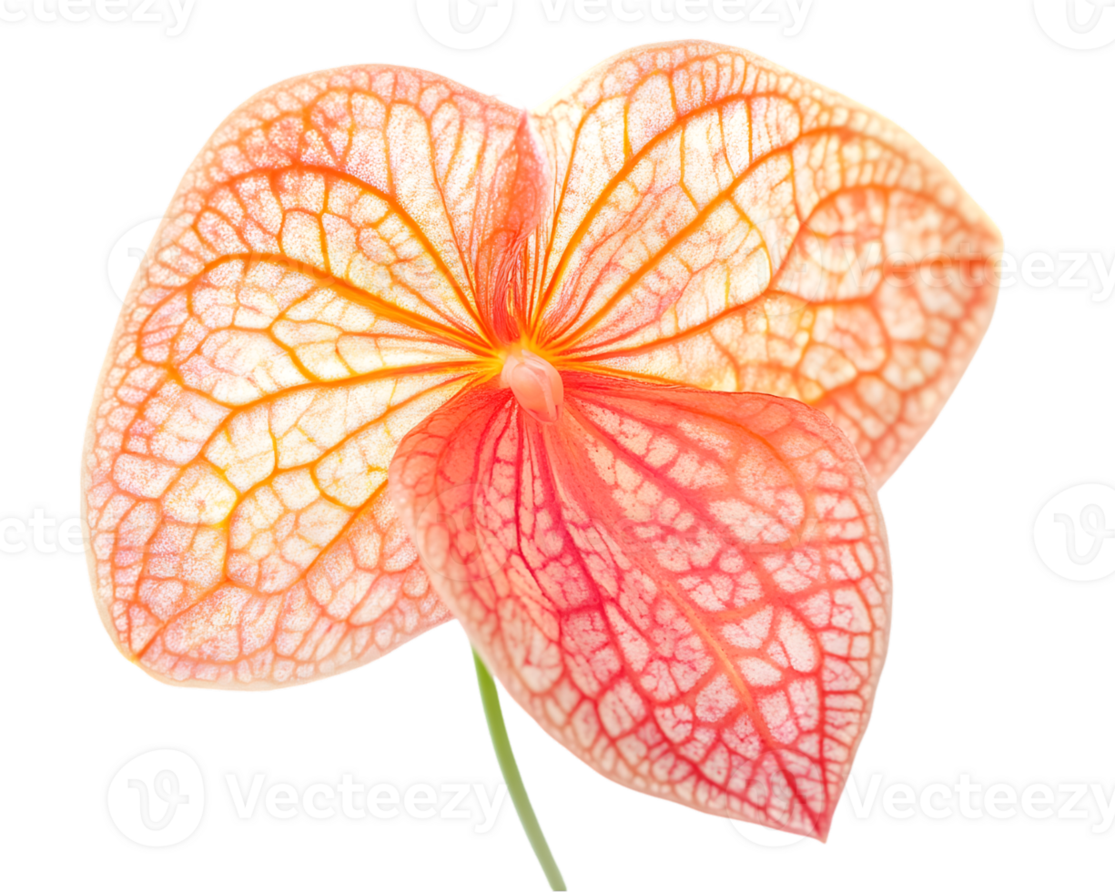 Closeup View Of Peach And Orange Orchid Petal png
