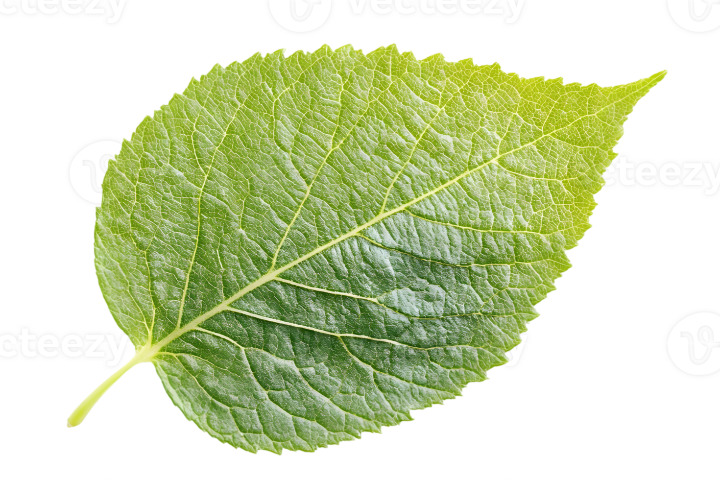 Closeup View Of Single Fresh Green Leaf png